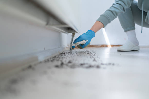 Best Rat Extermination Near Me  in Perry, FL